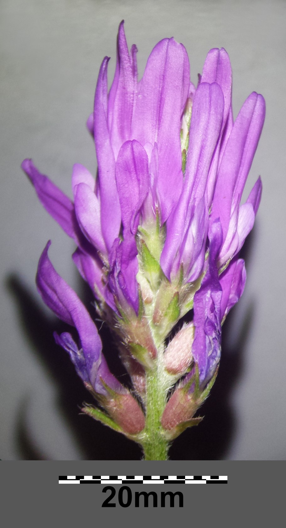 Argylia adscendens