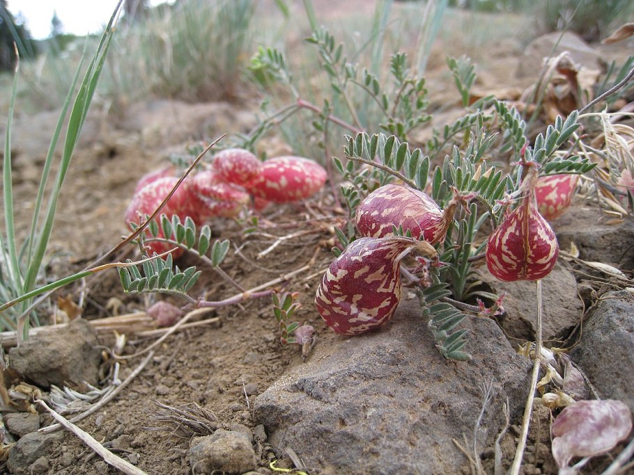 Astracantha adscendens