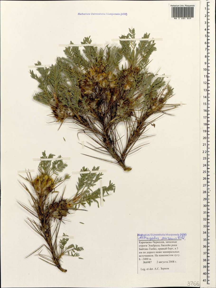 Astragalus aureus