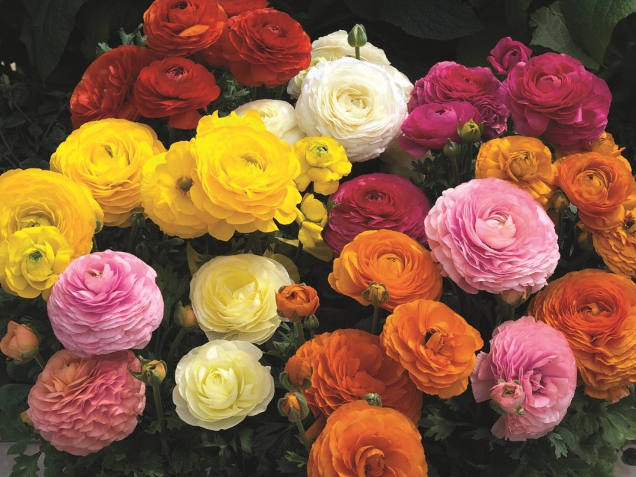 Цветы лютики-ранункулюсы