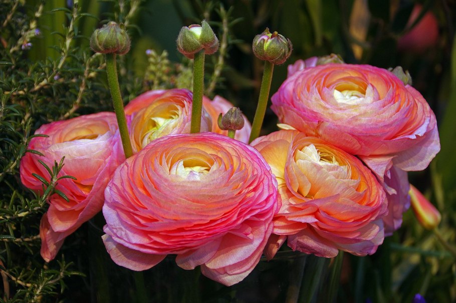 Лютик пионовидный