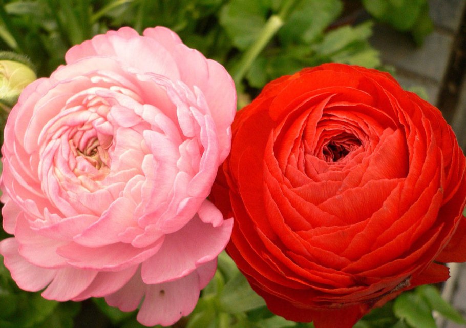 Лютик ранункулюс