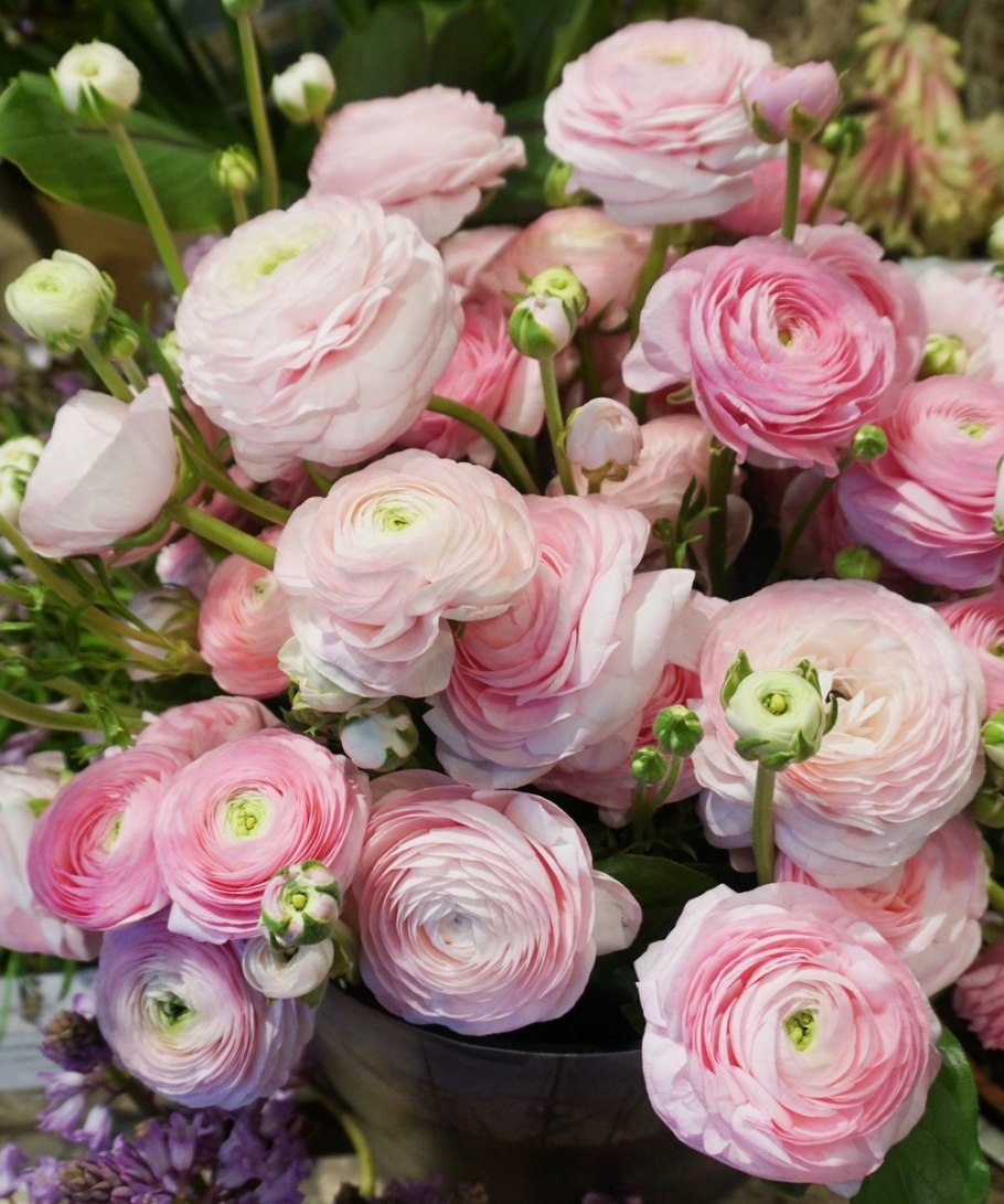 Лютик ранункулюс