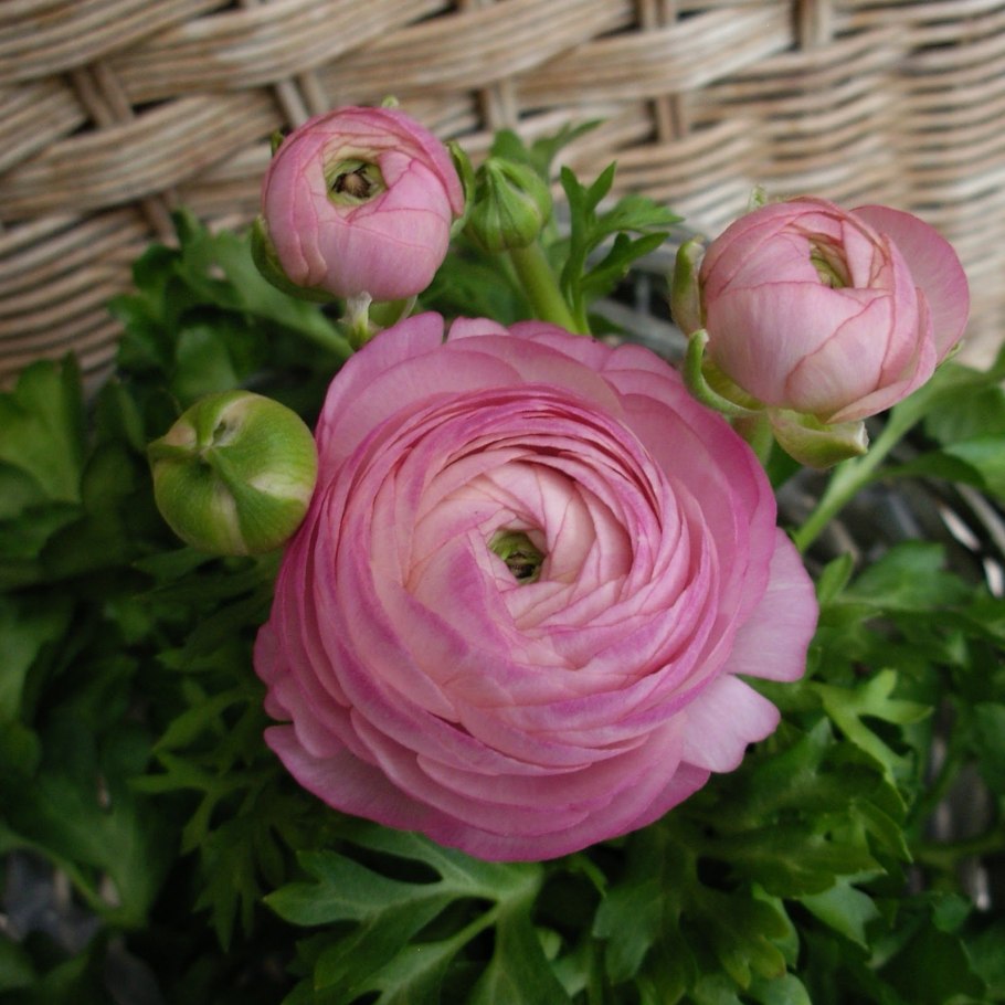 Лютик ранункулюс