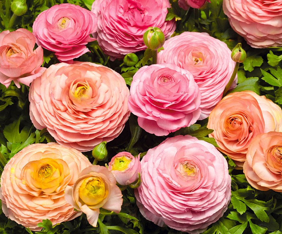 Лютик ранункулюс