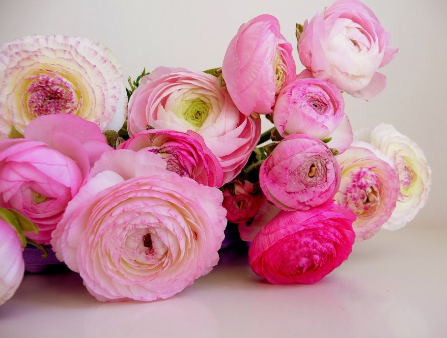 Лютик ранункулюс