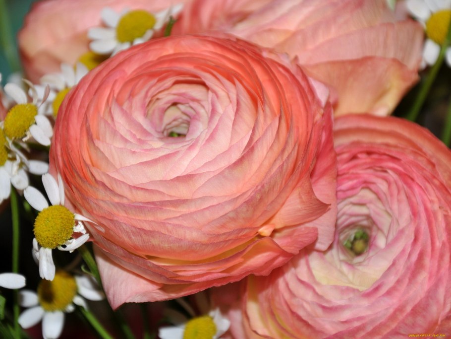 Лютик азиатский Pink