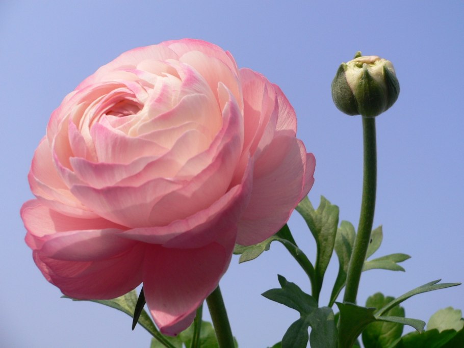 Ранункулюс пионовидный Лютик