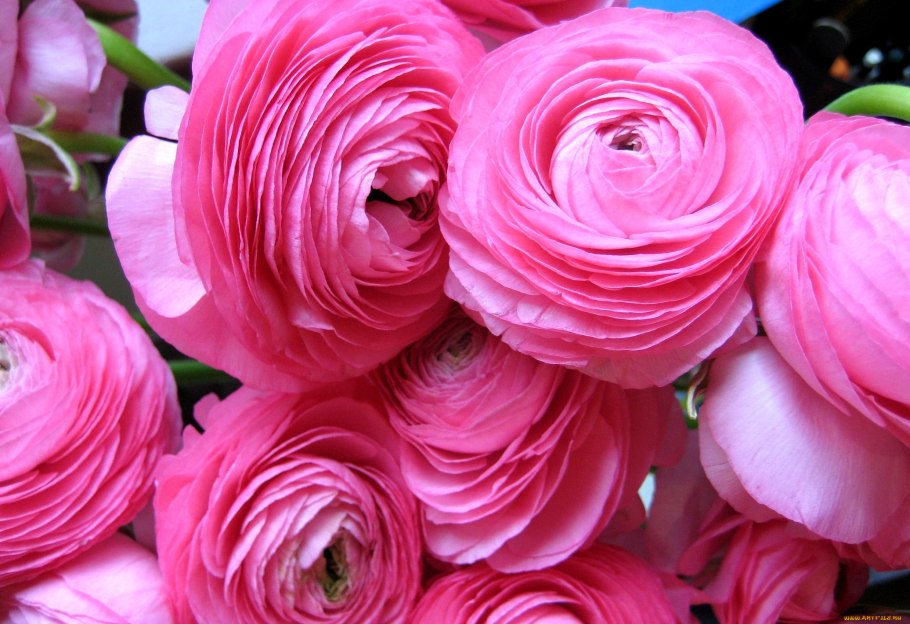 Лютик ранункулюс