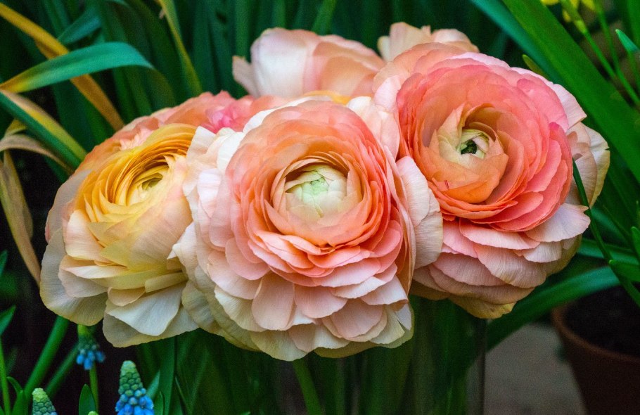 Лютик ранункулюс