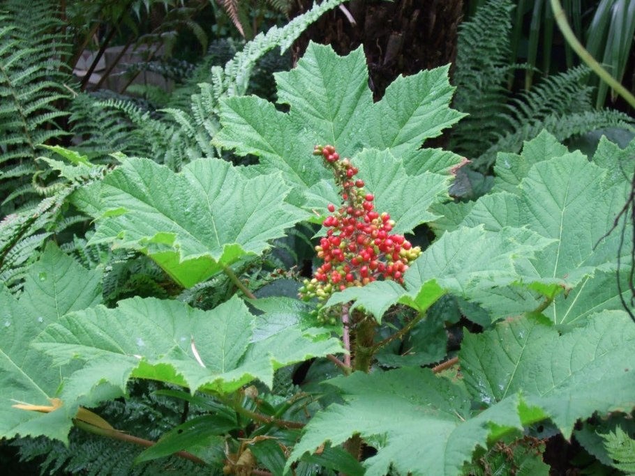 Заманиха ягода