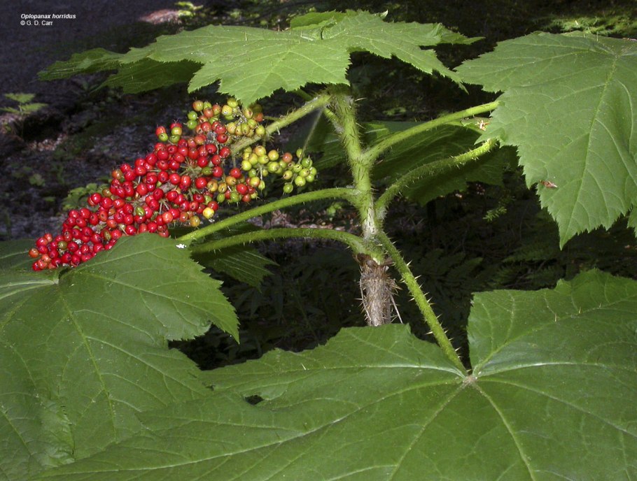 Заманиха высокая Фармакогнозия