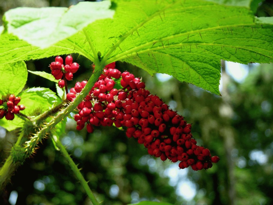 Заманиха Аралиевые
