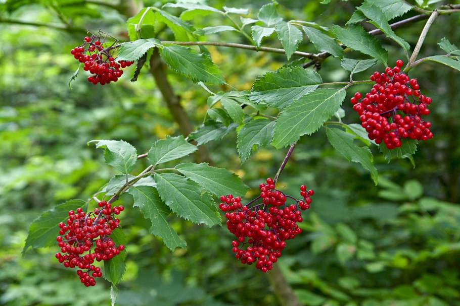 Заманиха ощетиненная