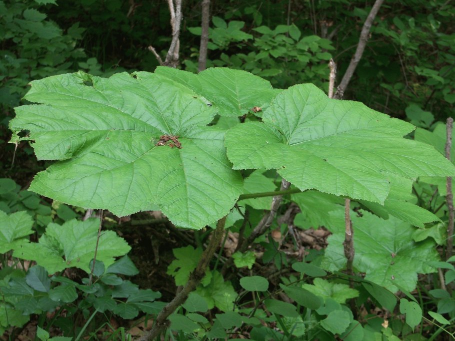 Приморский дикий женьшень