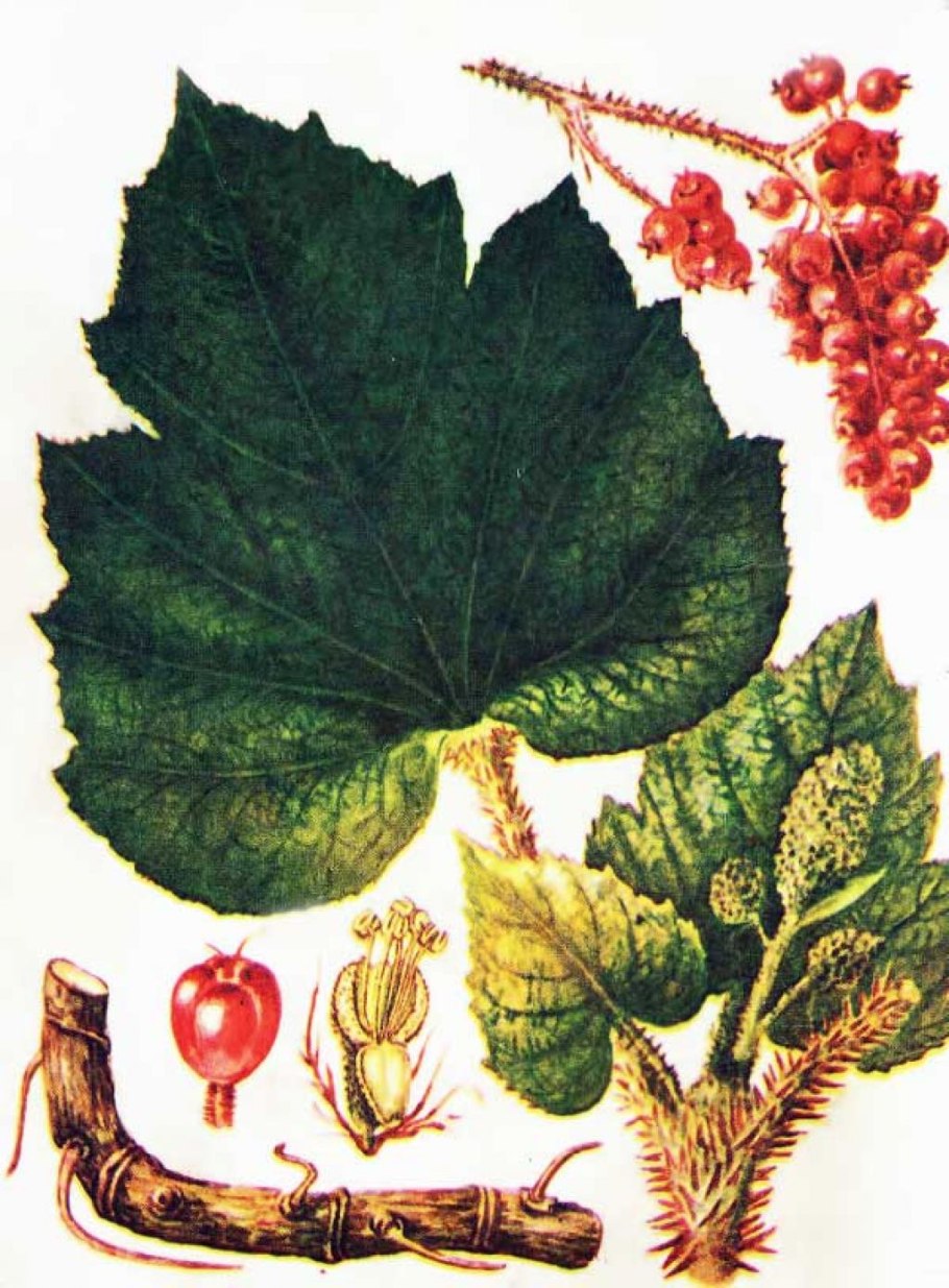 Эхинопанакс высокий заманиха