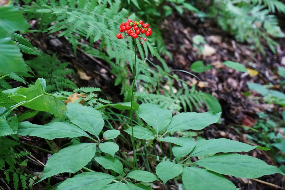 Женьшень дальневосточный