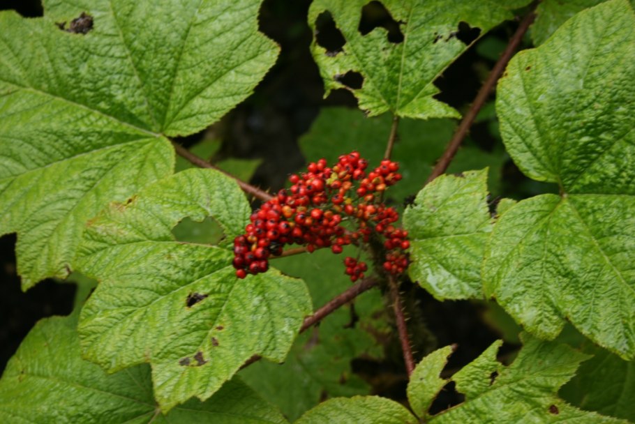 Заманиха Аралиевые