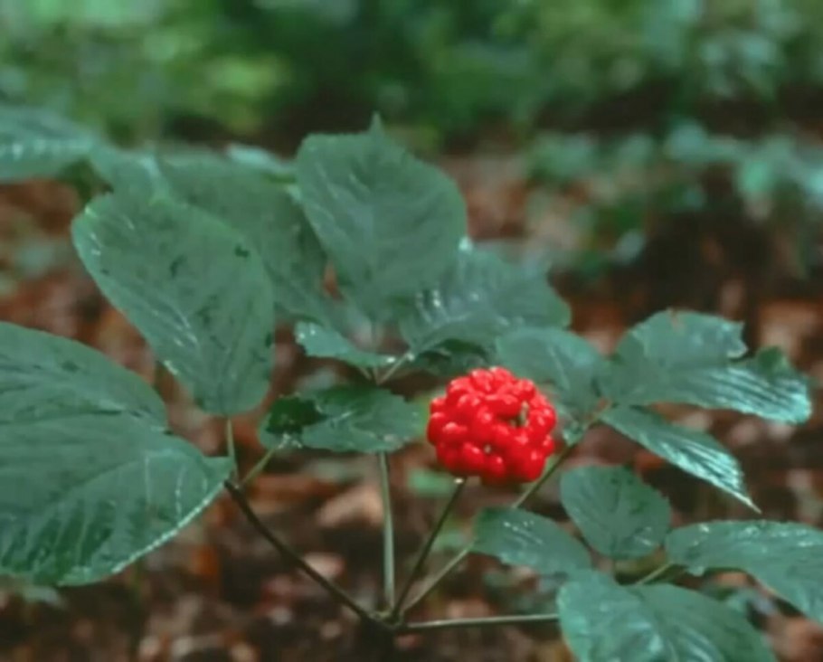 Жень Шень 500 6-летний