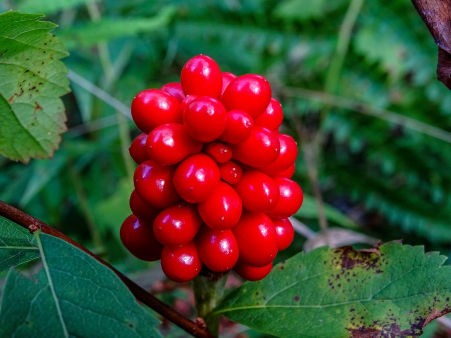 Заманиха высокая корневища с корнями