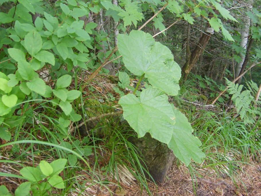 Заманиха трава