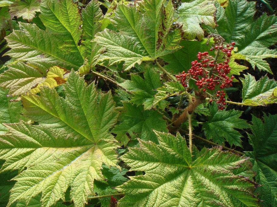 Заманиха (Echinopanax horridus)