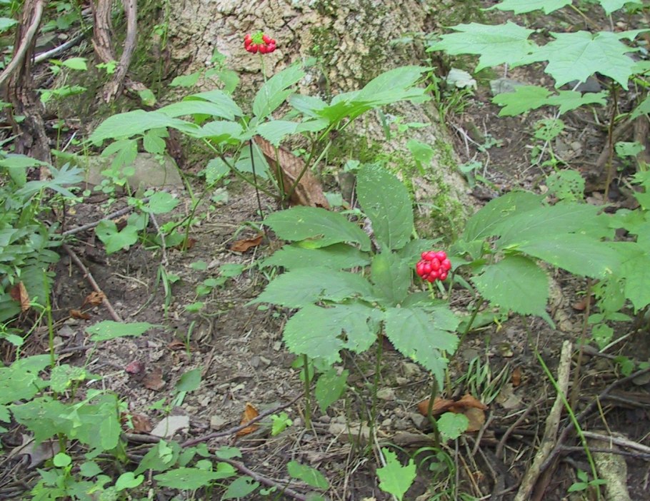 Уссурийская тайга женьшень