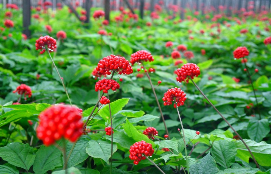 Панакс ложный женьшень