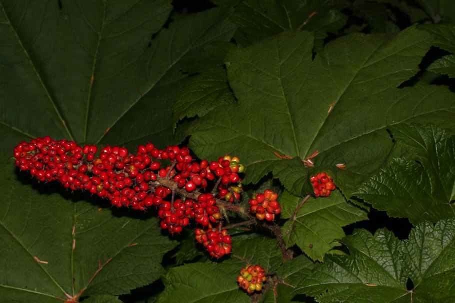 Эхинопанакс высокий заманиха