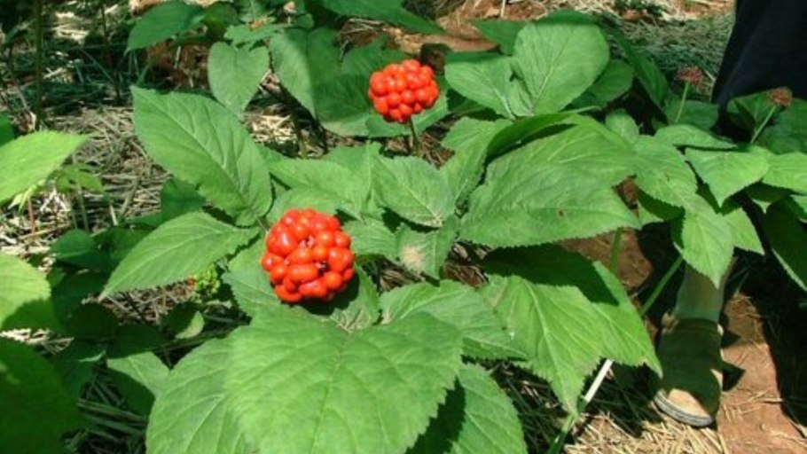 Заманиха жидкий экстракт