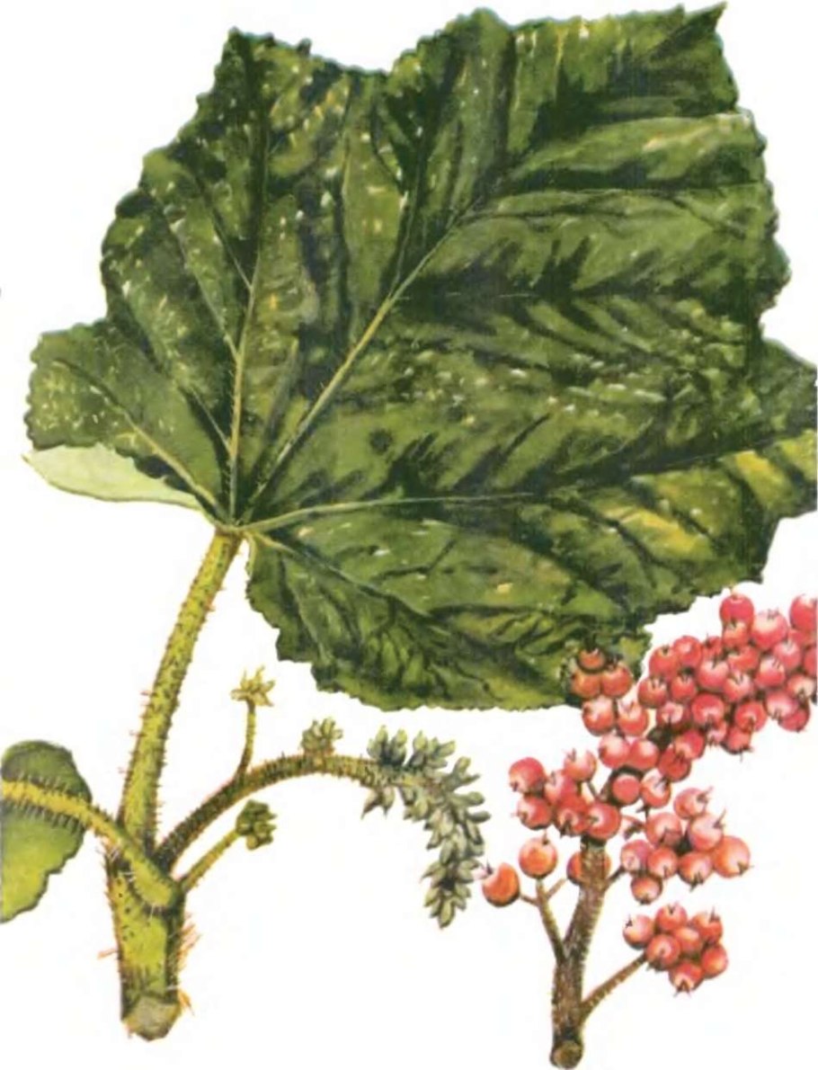 Заманиха Аралиевые