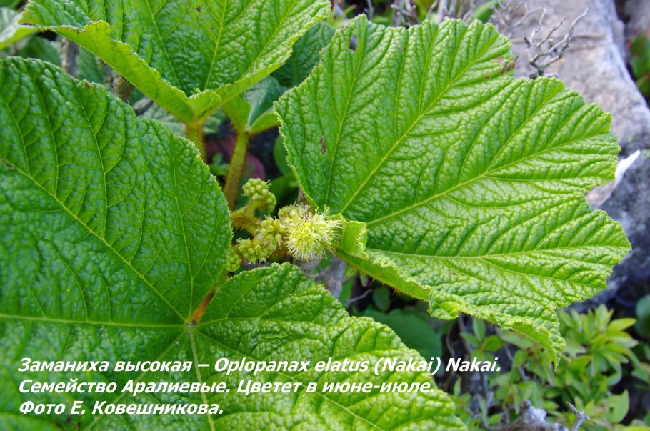 Заманиха (Echinopanax horridus)