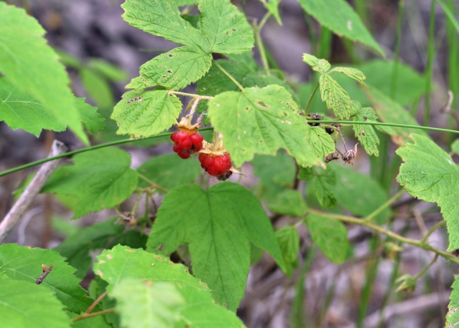 Заманиха высокая Фармакогнозия