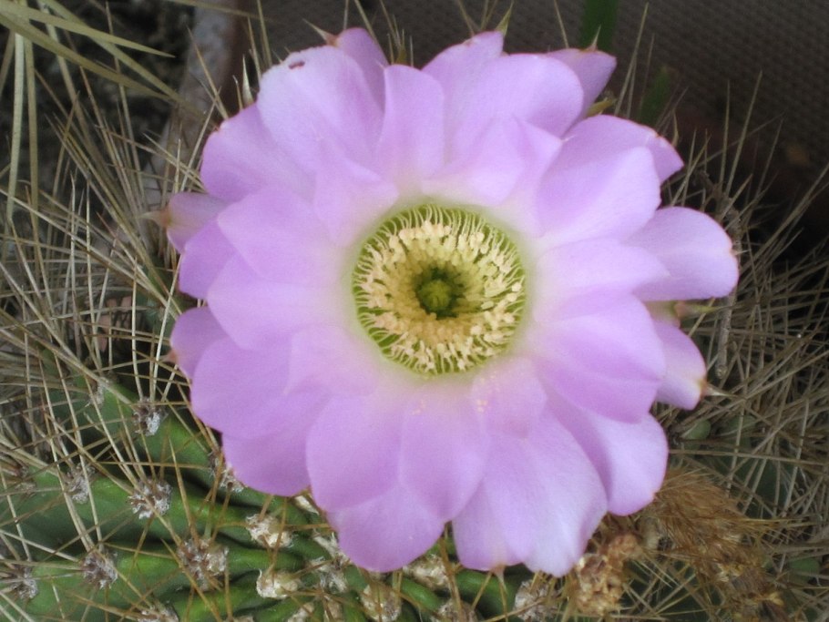 Акантокалициум фиолетовый (Acanthocalycium violaceum)