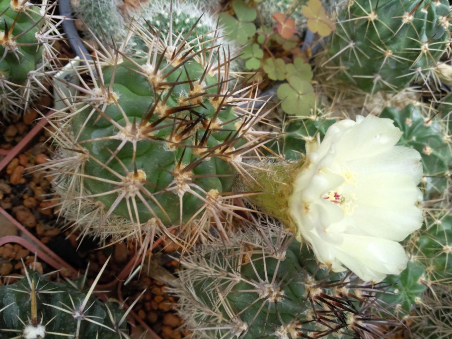 Acanthocalycium spiniflorum VG 1087