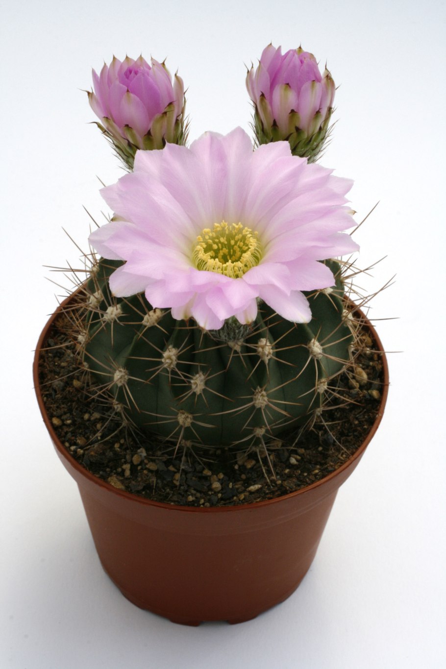 Акантокалициум Феррари