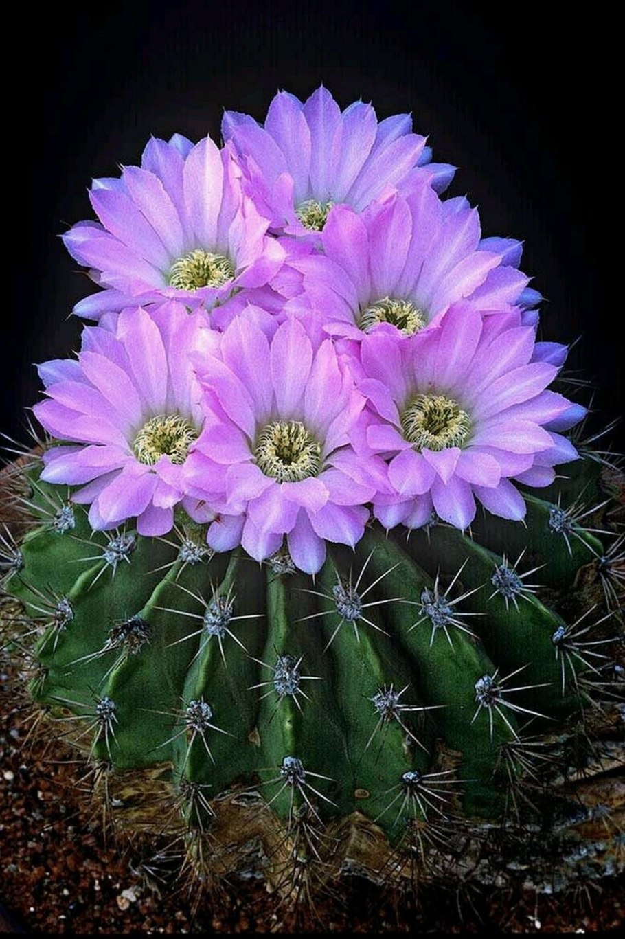Acanthocalycium catamarcense
