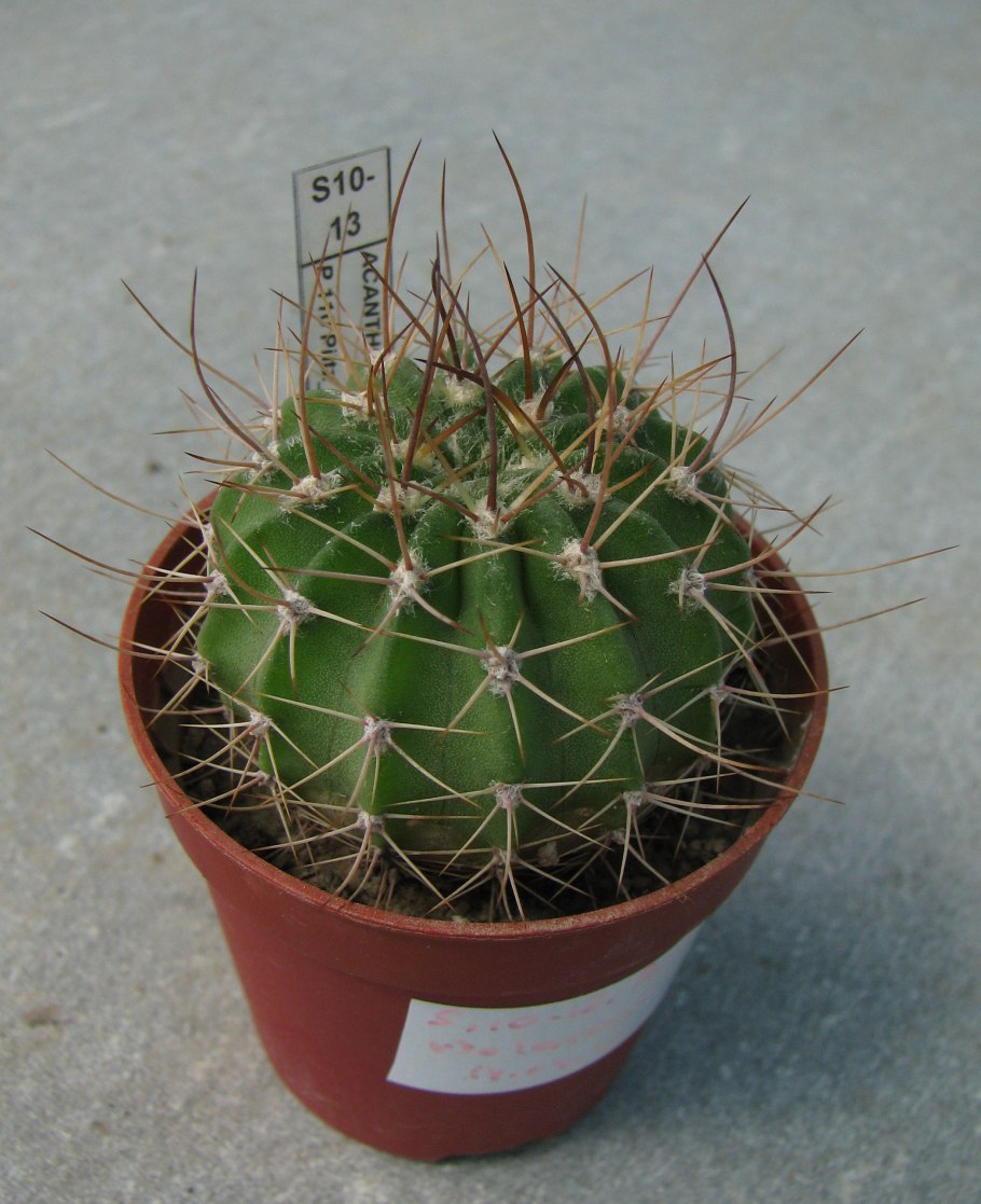 Акантокалициум сизый