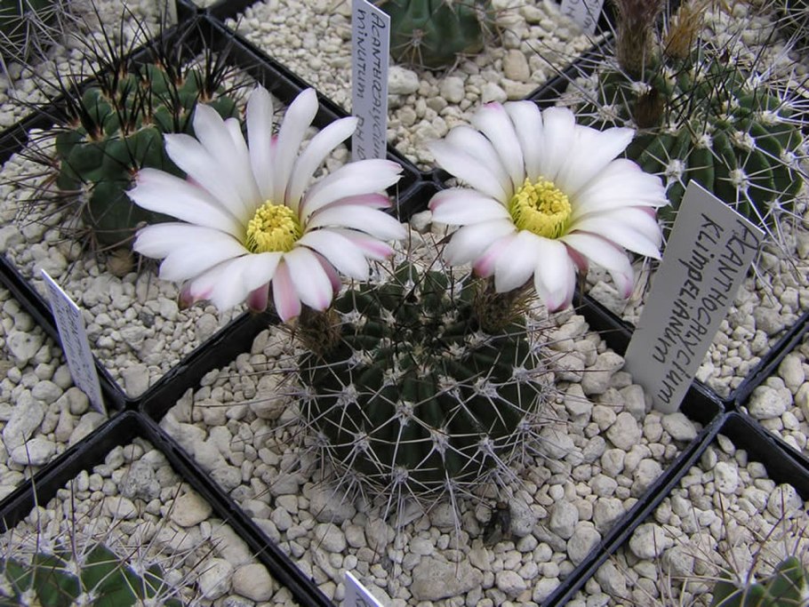Acanthocalycium violaceum