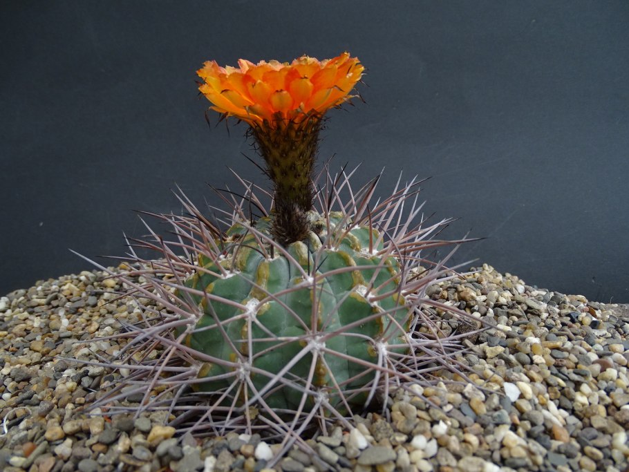Кактус Acanthocalycium