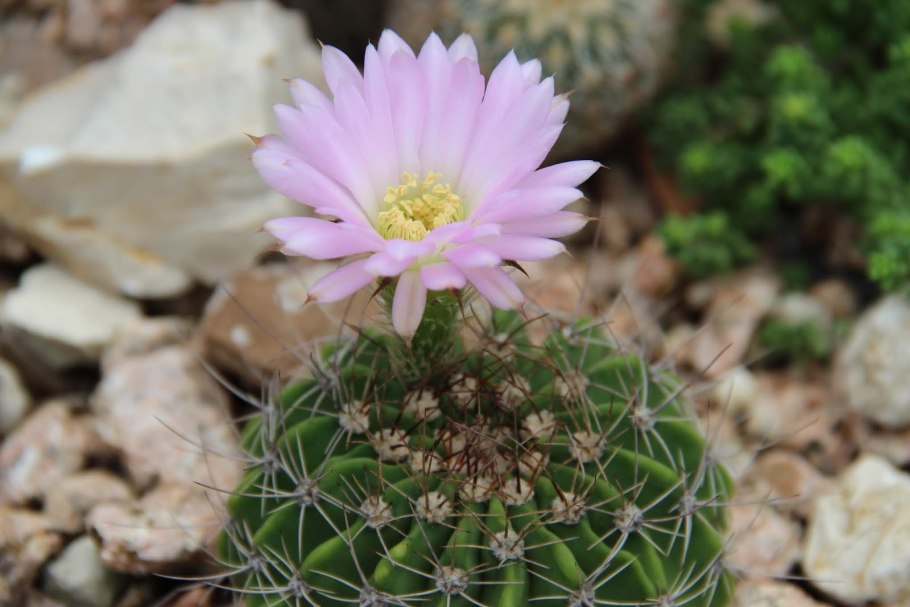 Кактус Acanthocalycium thionanthum