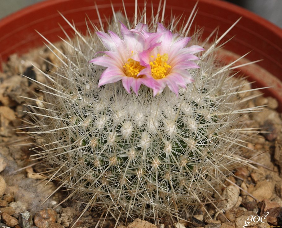 Акантокалициум klimpelianum