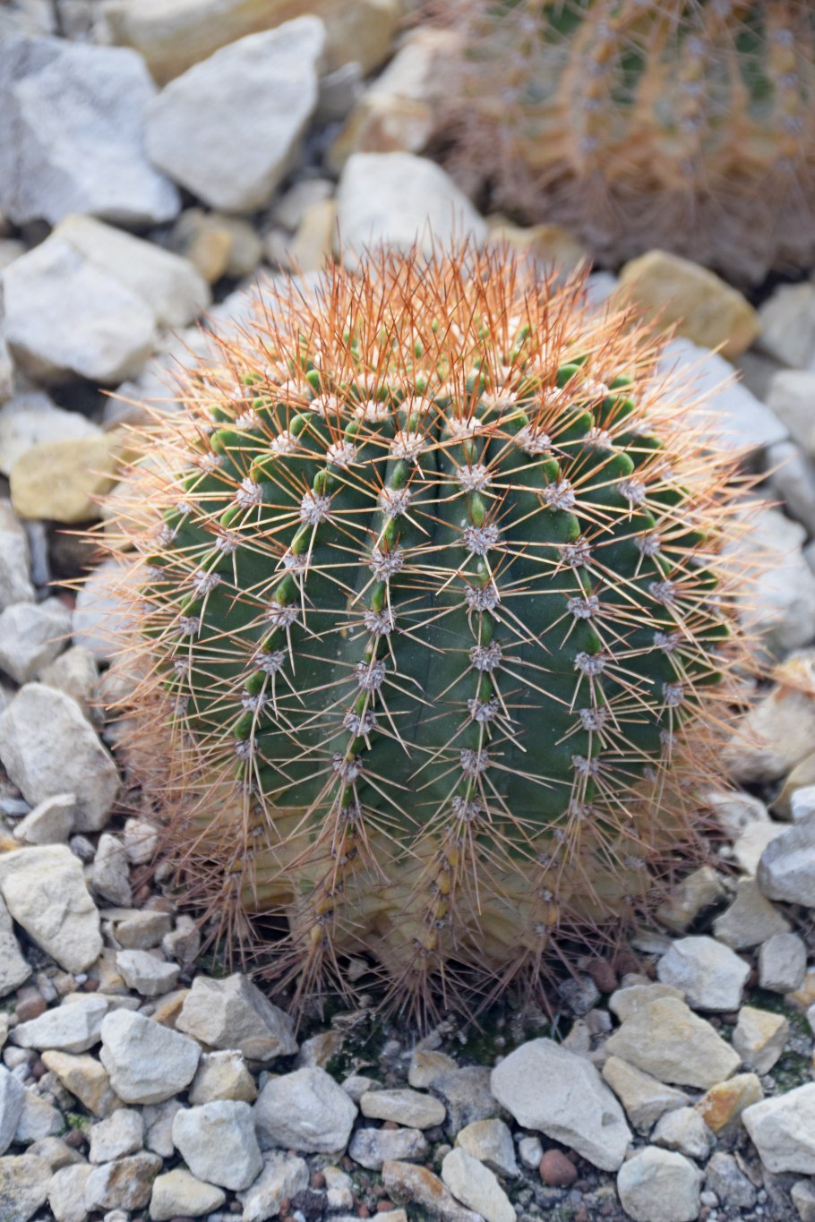 Acanthocalycium klimpelianum