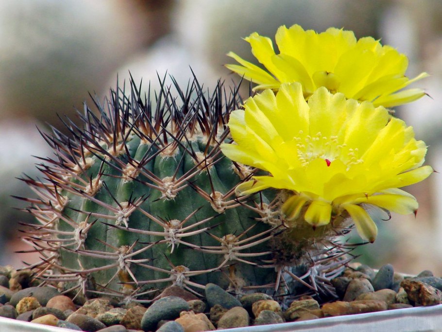 Acanthocalycium thionanthum