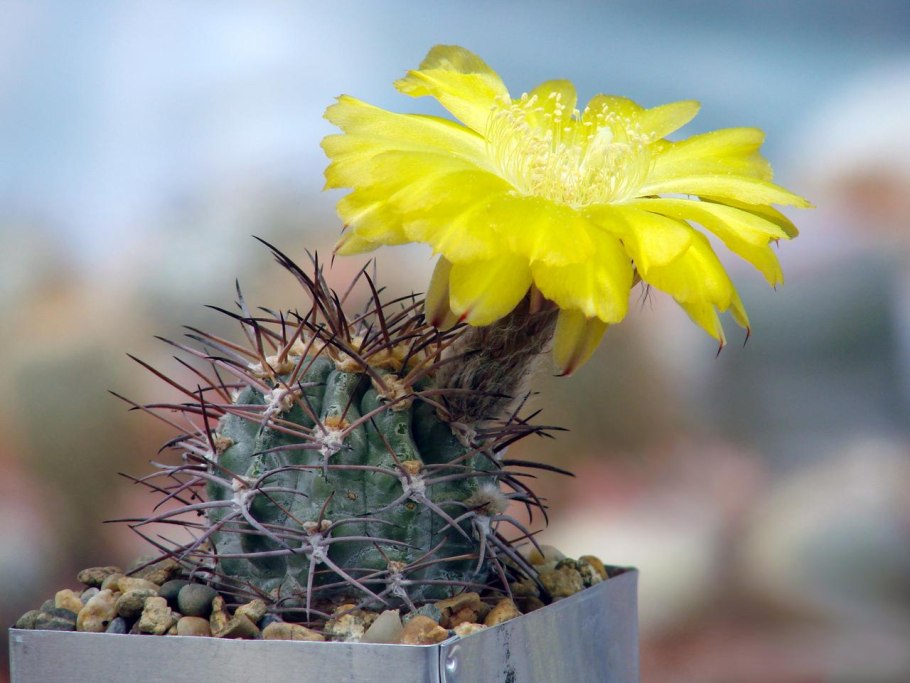 Кактус Acanthocalycium thionanthum