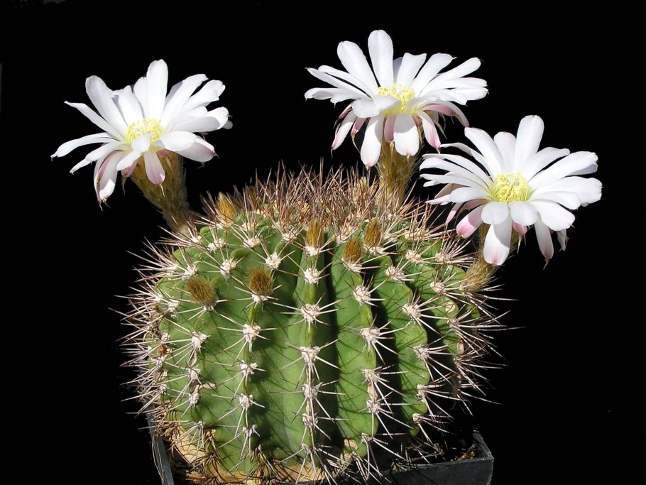 Escobaria minima сеянцы