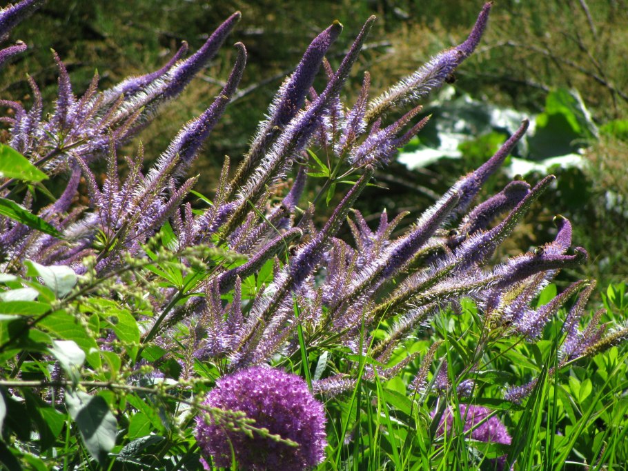 Вероникаструм виргинский Adoration