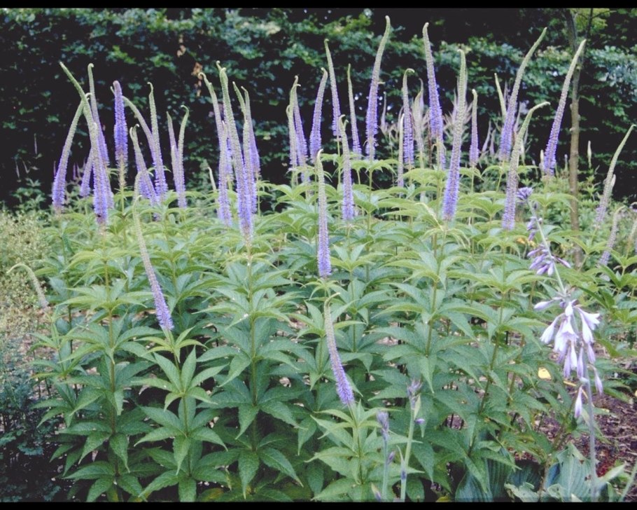 Вероникаструм виргинский Фасцинейшн