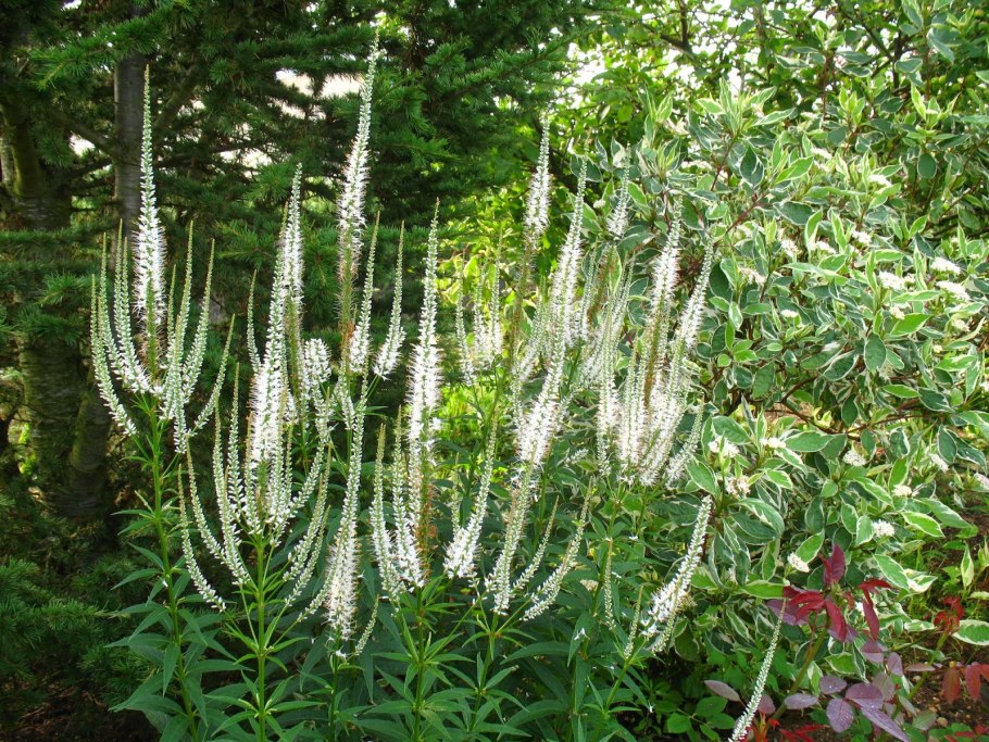 Вероникаструм Альба