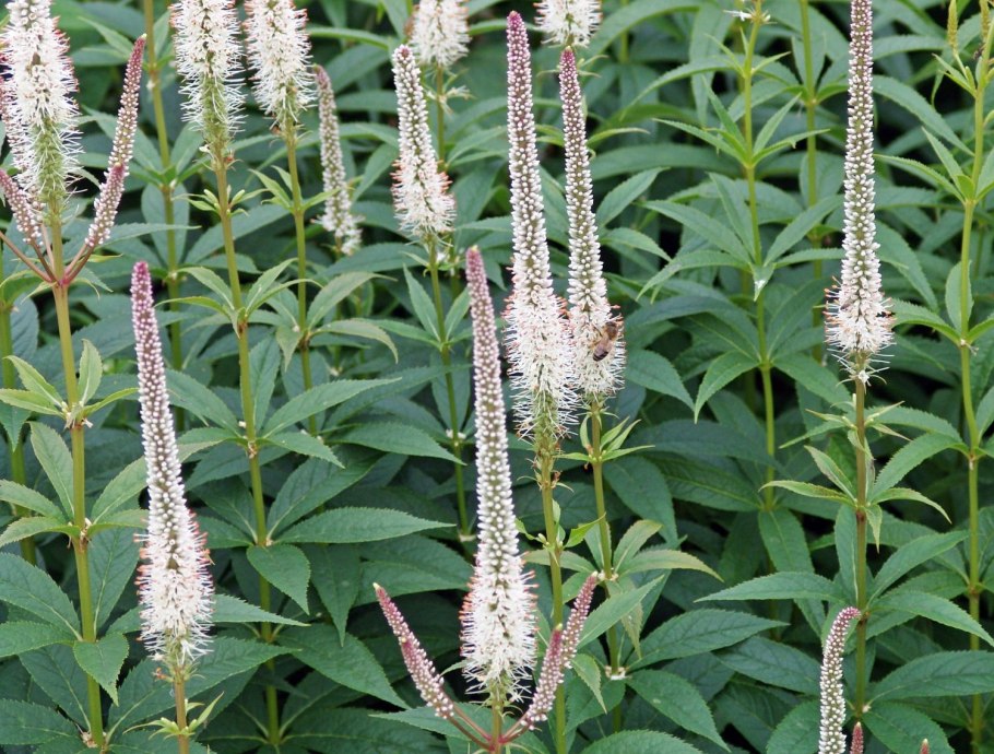 Вероникаструм Сибирский